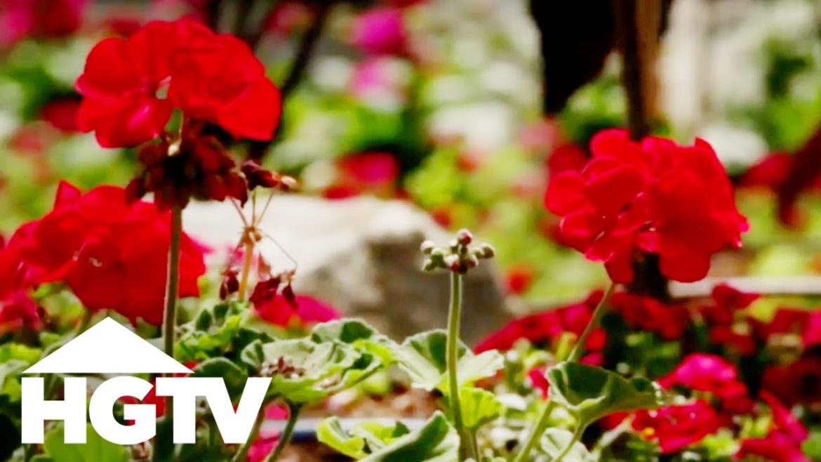 How to Plant Geraniums | Gardening Tips | HGTV How to Plant Geraniums | Gardening Tips | HGTV