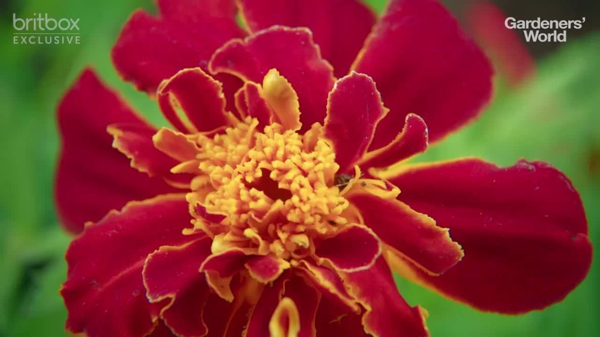 Summer Container Garden with Monty Don Summer Container Garden with Monty Don