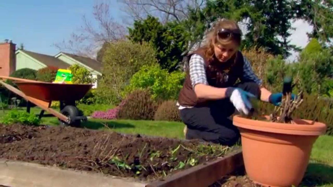 Starting a Vegetable Garden - Gardening Tips From Canadian Tire