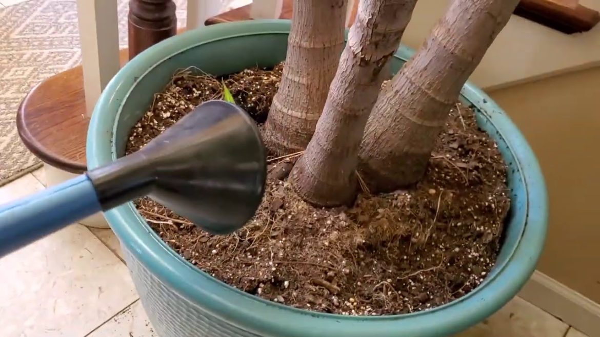 New Gardening Supplies & Seed Talk || Gardeners Supply || Parks Seed & Eden Brothers