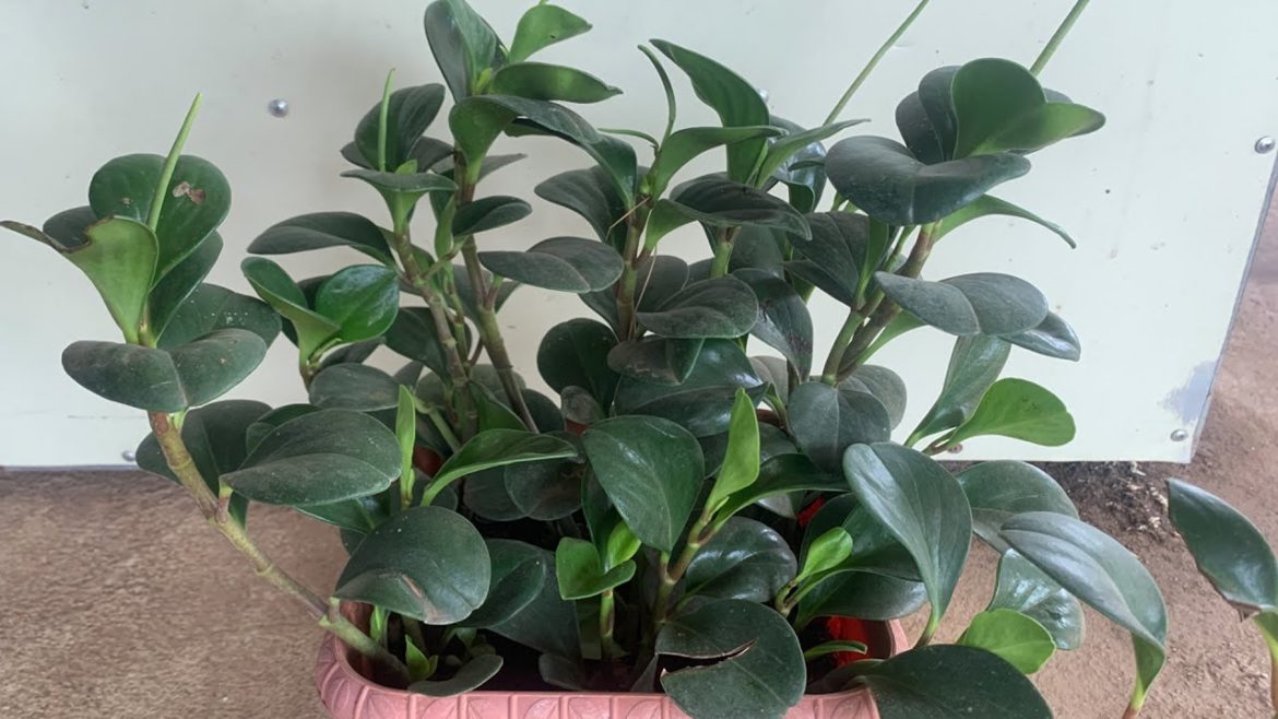 How to grow Peperomia in soilGarden Tips.