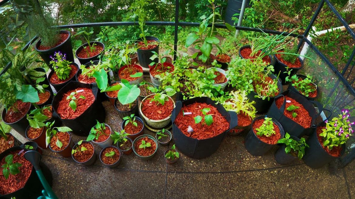 WE GOT NEW PLANTS AND GARDENING SUPPLIES PT 2