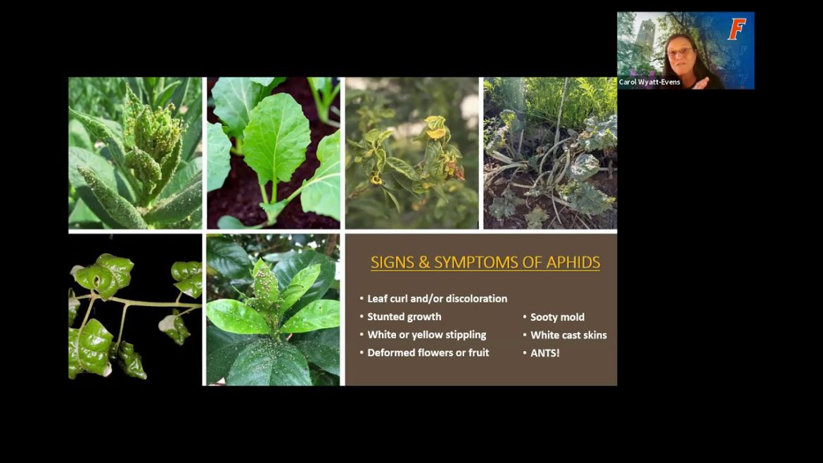 Edible Gardening: Aphids (webinar series)