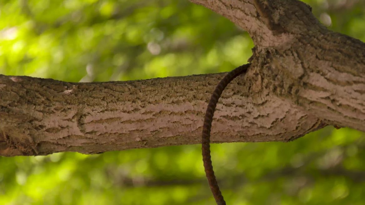 Top 5 Shade Gardening Tips Top 5 Shade Gardening Tips