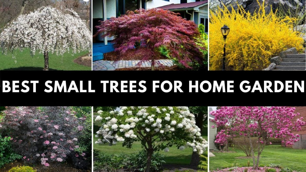 Colorful Small Trees For Front Yard | Small Garden Ideas | Best Ornamental Trees For Front Yard Colorful Small Trees For Front Yard | Small Garden Ideas | Best Ornamental Trees For Front Yard