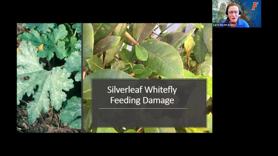 Edible Gardening: Silverleaf Whitefly (webinar series)