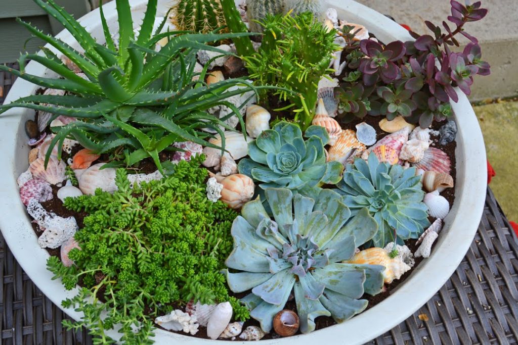 How To Plant Succulents in a Container Garden