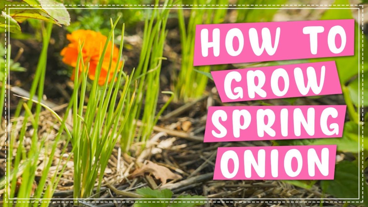 How To Plant and Grow Spring Onion | Edible Gardening How To Plant and Grow Spring Onion | Edible Gardening