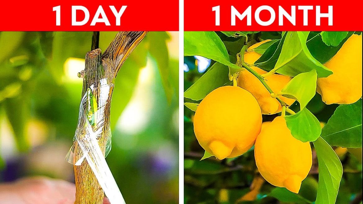 25 Simple Gardening Tips You Need to Know || Useful Hacks to Grow Plants by 5-Minute DECOR!