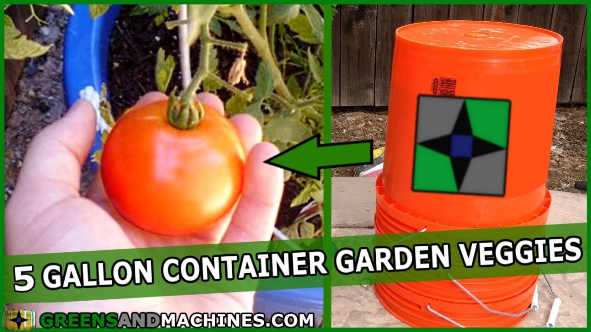 Best Vegetables to Grow in 5 Gallon Buckets | Container Gardening Best Vegetables to Grow in 5 Gallon Buckets | Container Gardening