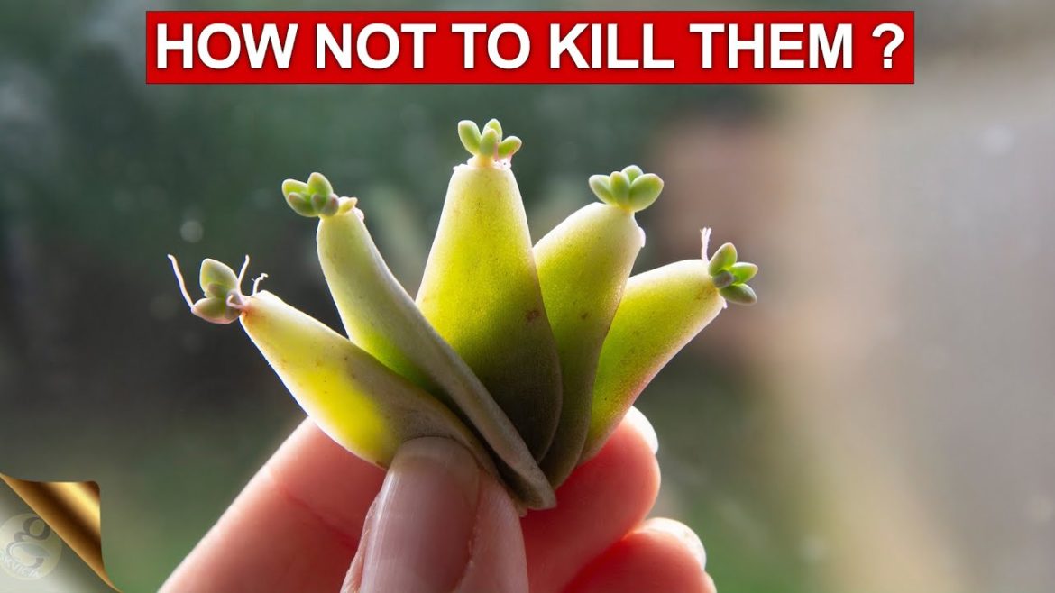 10 TIPS & TRICKS TO GROWING SUCCULENTS AND CACTI | SUCCULENT CARE TIPS