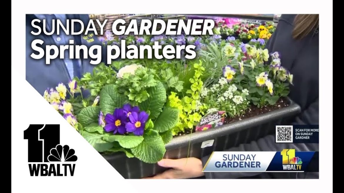 Sunday Gardener: Tips on setting up planters for the Spring Sunday Gardener: Tips on setting up planters for the Spring