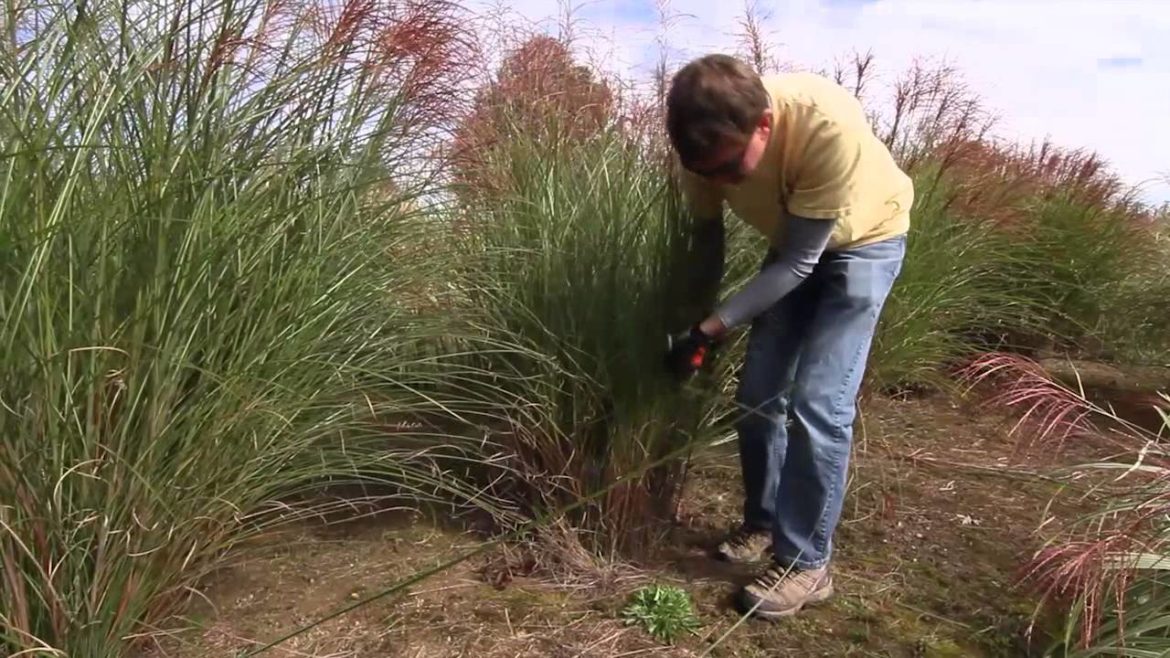 Latest Trends – The Street Smart Gardener Latest Trends - The Street Smart Gardener