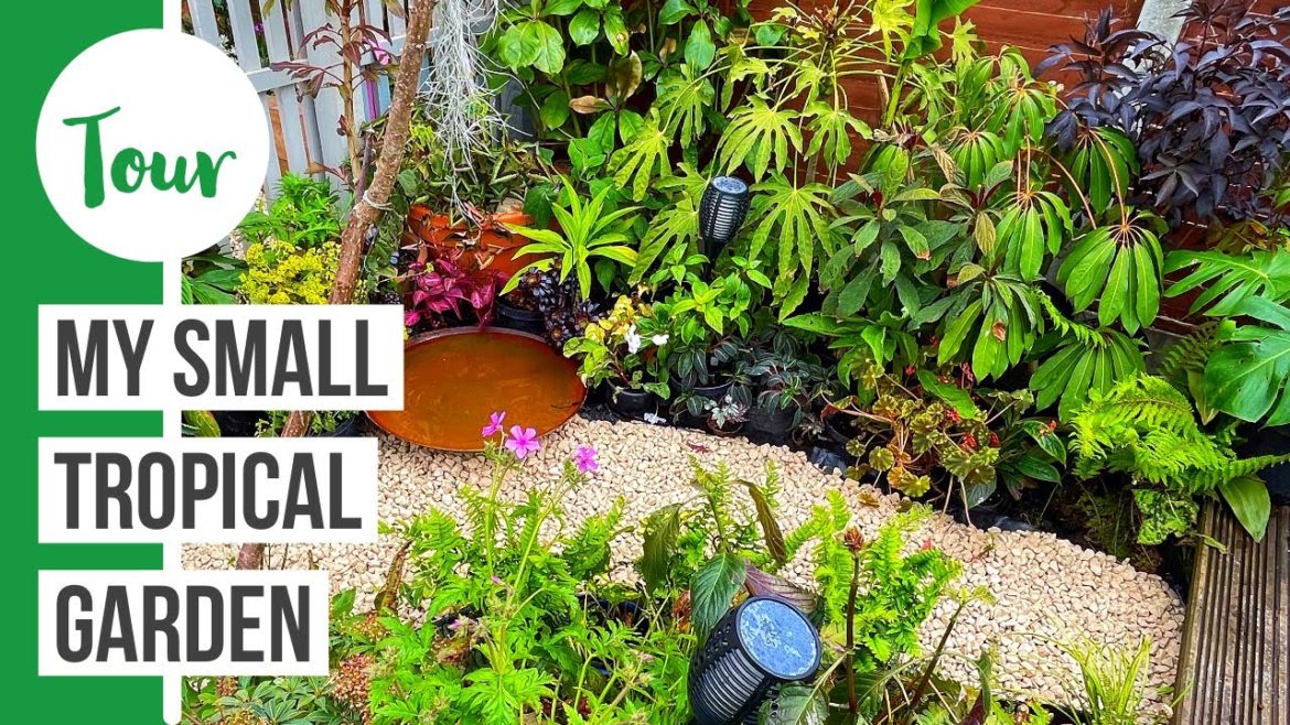 Small tropical garden design – Spring update 🌴 Small tropical garden design - Spring update 🌴