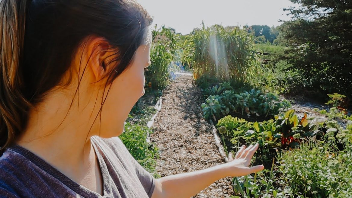 Fall Garden Plans After the Failed Summer Garden Fall Garden Plans After the Failed Summer Garden