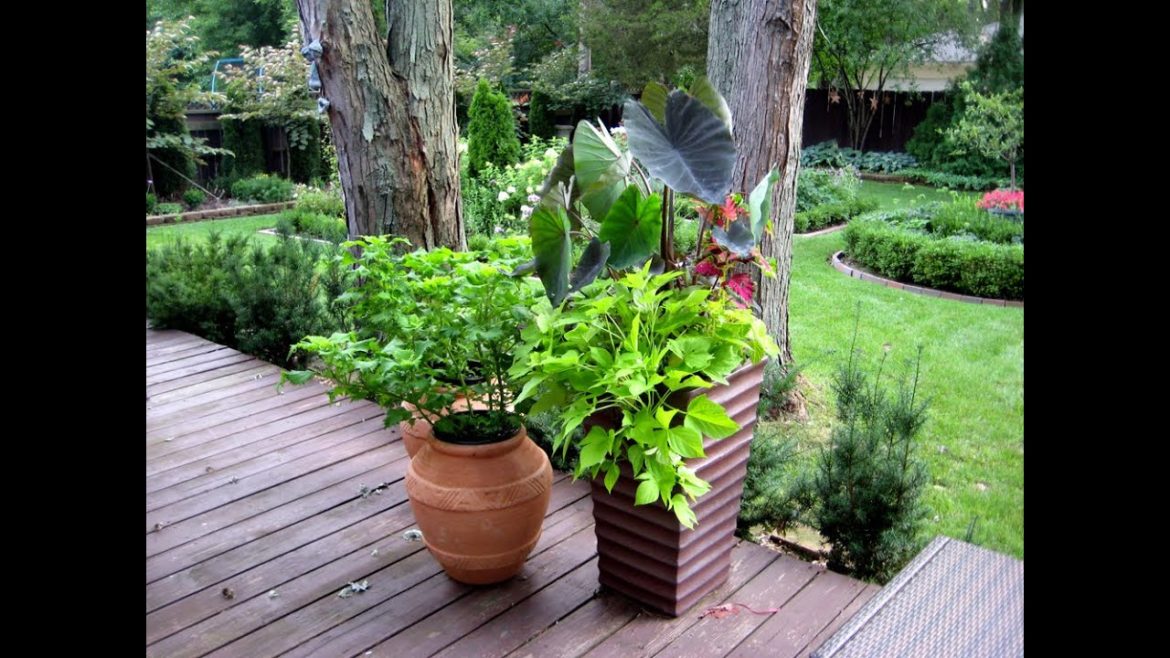 container gardening -  container gardening supplies
