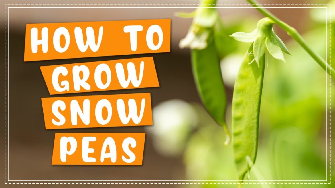 How To Plant and Grow Snow Peas | Edible Gardening How To Plant and Grow Snow Peas | Edible Gardening