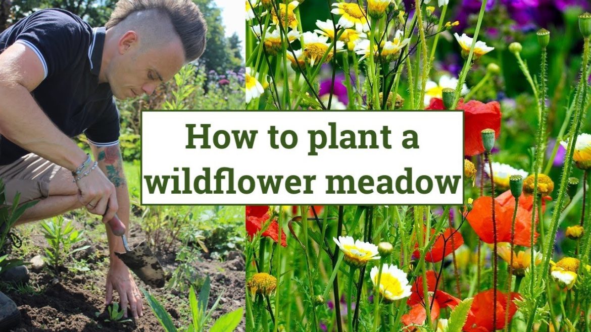 How to create a Wildflower Meadow: Wildlife Garden Design Guide - Episode 4.