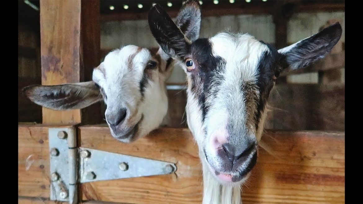 Kidding Soon and Vegetable Garden Plans Kidding Soon and Vegetable Garden Plans