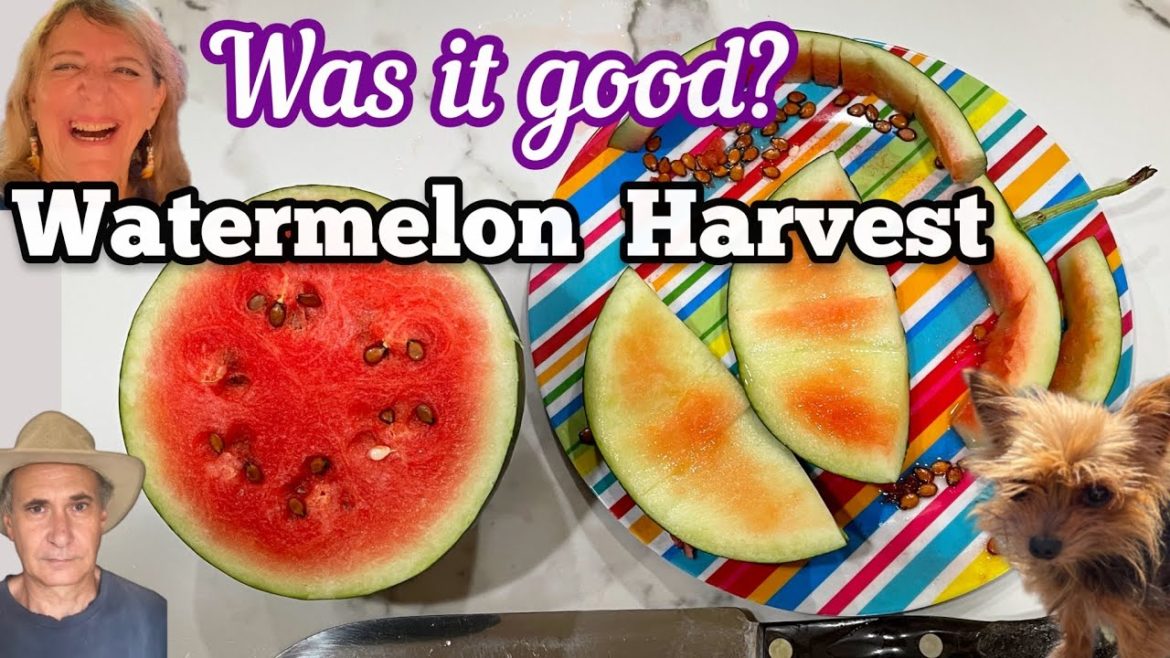 How to Grow Watermelon Harvest Container Gardening Tips Vertically on Trellis Sugar Baby Watermelon