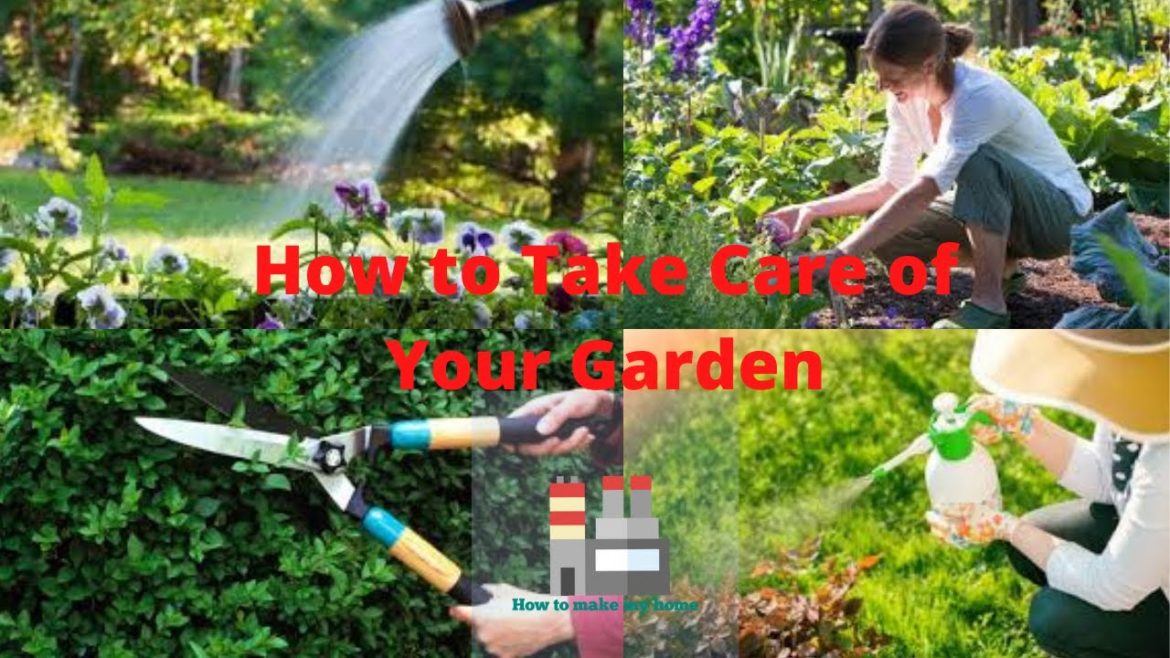 How to Take Care of Your Garden | Tips on How to Take Care of Your Plants | House Garden Care Tips How to Take Care of Your Garden | Tips on How to Take Care of Your Plants | House Garden Care Tips