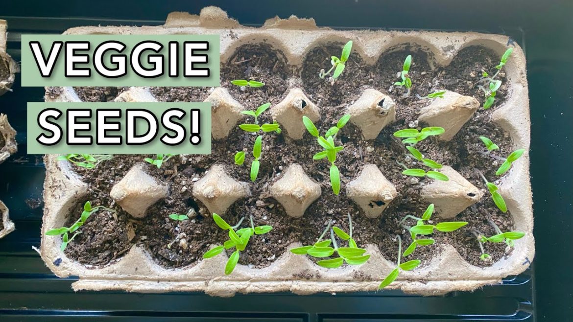 First Time Starting Seeds & Vegetable Garden Plans! | Zone 8b | Building A Garden From Scratch 2021