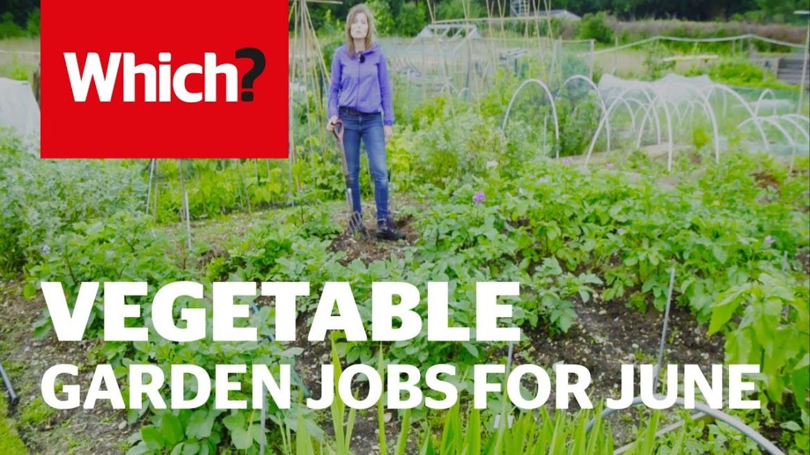 Vegetable gardening jobs for June – Which? Gardening Vegetable gardening jobs for June - Which? Gardening