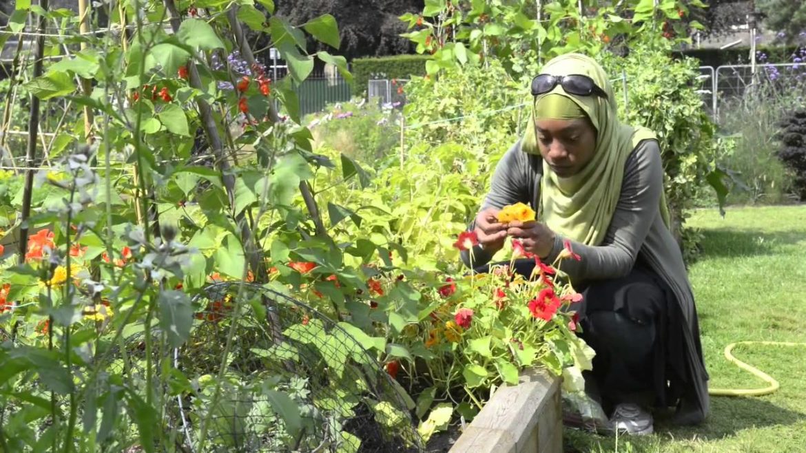 Edible Gardening Project, community plots 2014