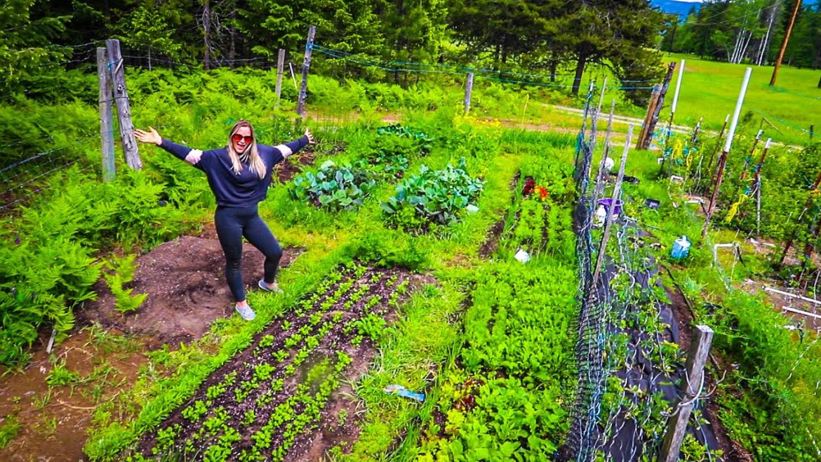Homestead garden tips & tricks I use to grow amazing vegetables! | Homesteading in north Idaho Homestead garden tips & tricks I use to grow amazing vegetables! | Homesteading in north Idaho
