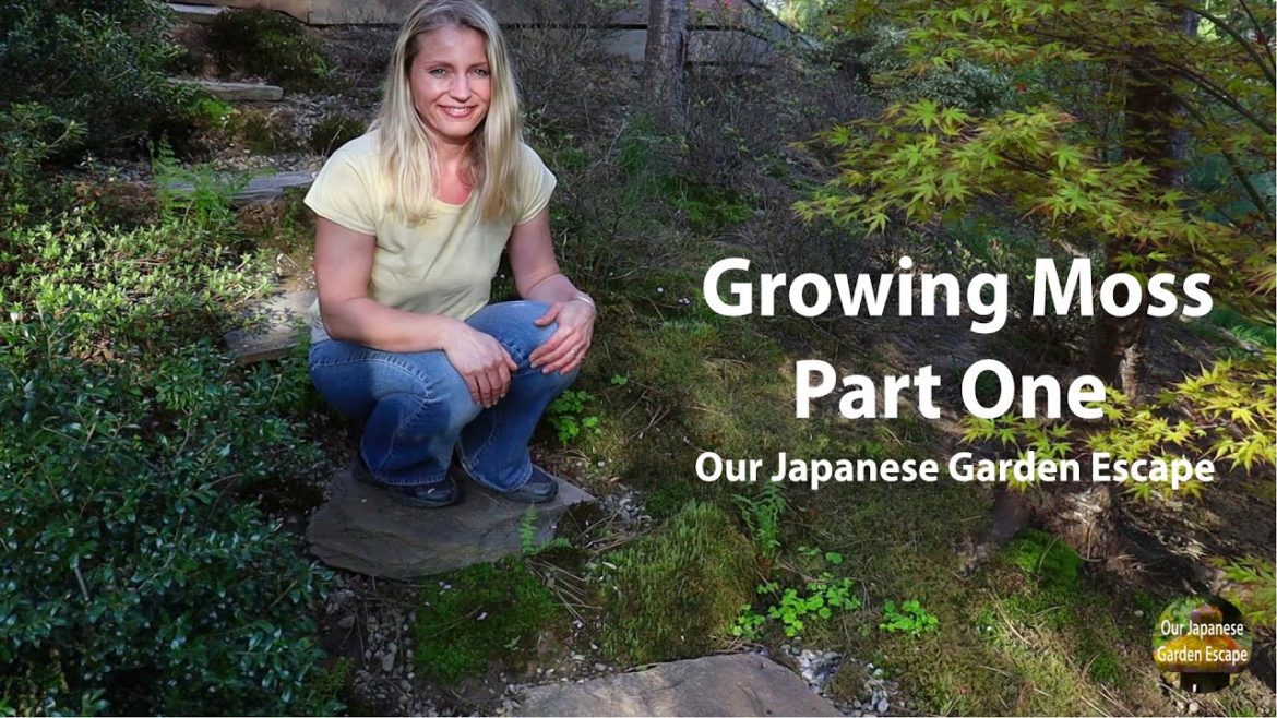 How to Grow Moss – Part One | Our Japanese Garden Escape How to Grow Moss - Part One | Our Japanese Garden Escape