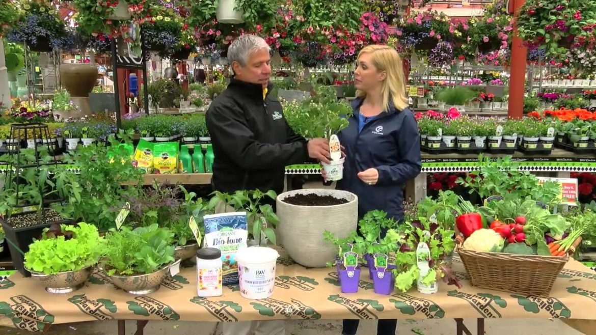 Tips for Edible Gardening ENGLISH GARDENS Tips for Edible Gardening ENGLISH GARDENS