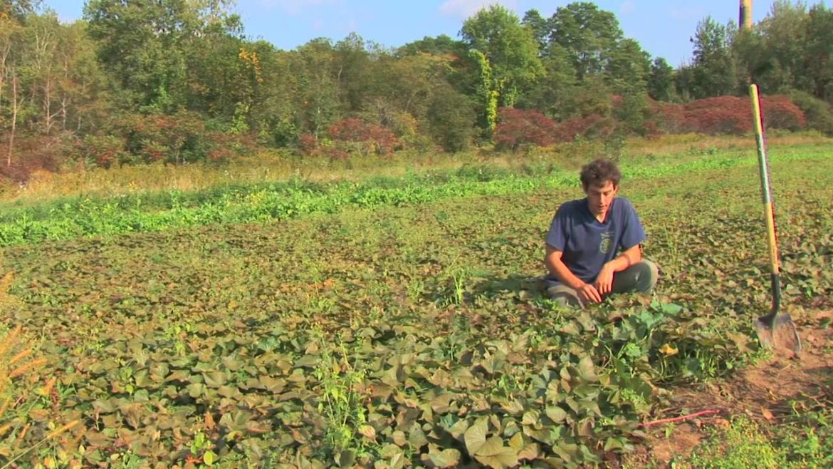 Vegetable Gardening : How to Grow Sweet Potatoes