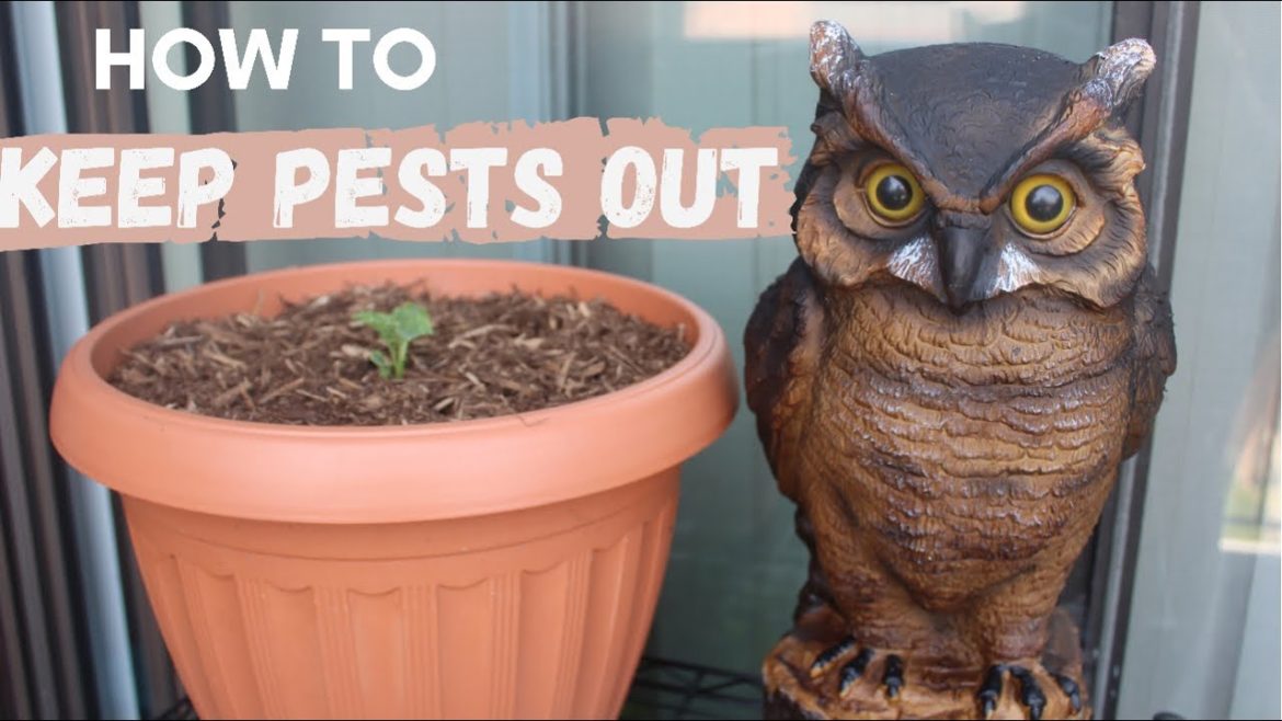How to Keep Pests Out of Your Container Garden