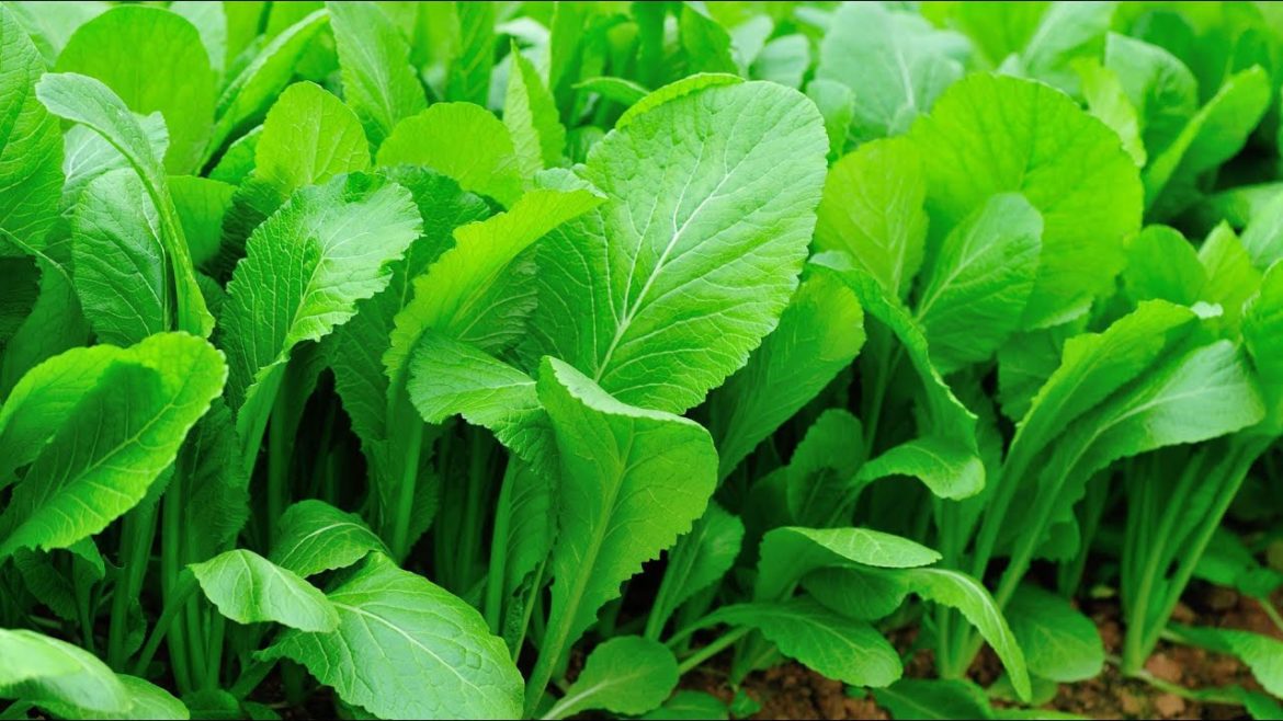 Digging Deeper with Backyard Farmer| Vegetable Gardening