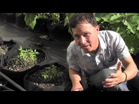 Why Urban Farm Grows Food in 100% Container Garden Why Urban Farm Grows Food in 100% Container Garden