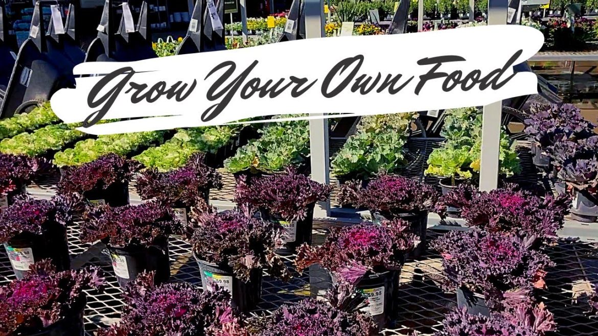 Get Your Gardening Supplies! | Garden Nursery Tour at Home Depot | Houston, TX | January 30, 2022 Get Your Gardening Supplies! | Garden Nursery Tour at Home Depot | Houston, TX | January 30, 2022