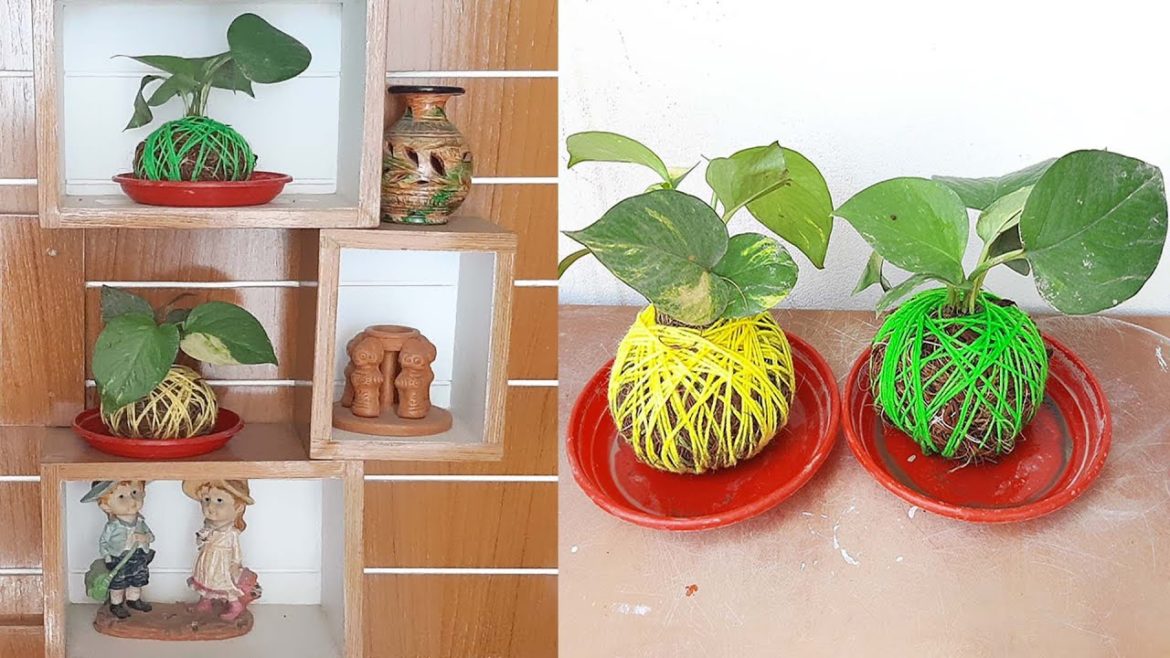 Creative Ideas for Money Plant Decoration /Gardening Ideas /New Way to Grow Money Plant#Shorts
