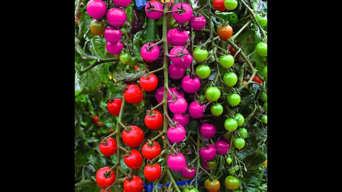 Edible Gardening: An Appreciation of Nature