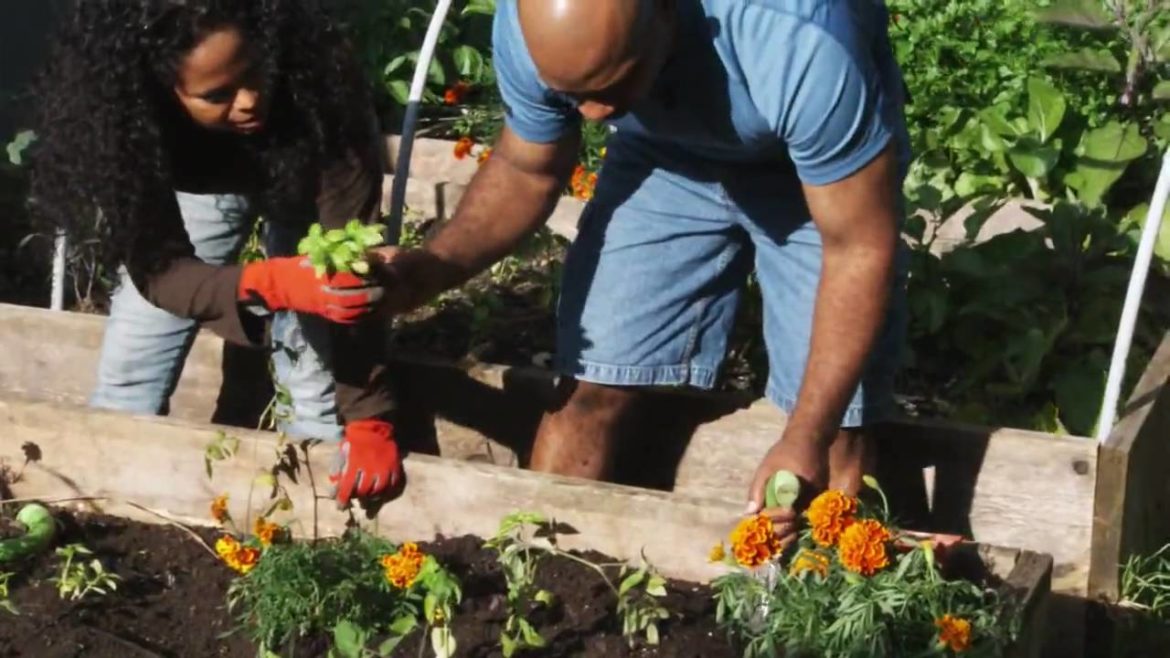 Vegetable Gardening: How To Plant Tomatoes