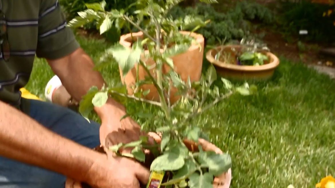 Container Vegetable Gardening to Make Salsa Container Vegetable Gardening to Make Salsa