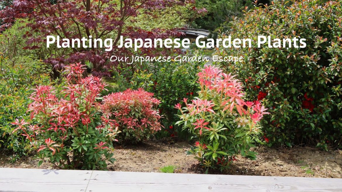 Planting Japanese Andromeda, Holly, Laurel and a Red Pine | Our Japanese Garden Escape