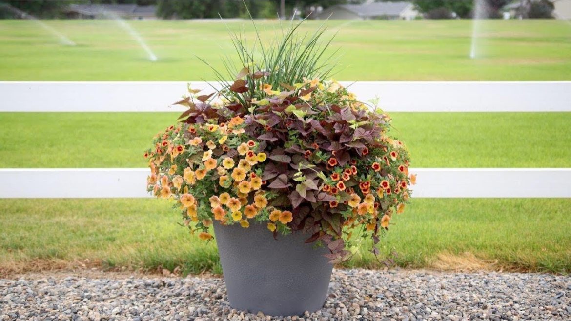 Container Garden Update