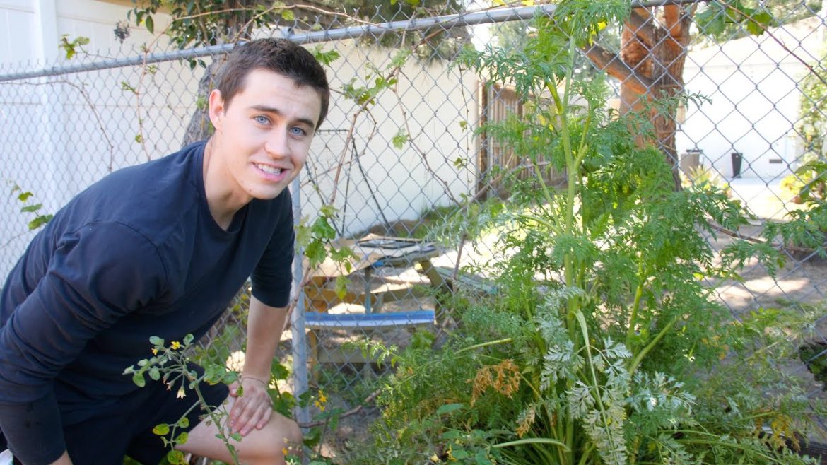 BACKYARD GARDEN TOUR! BACKYARD GARDEN TOUR!