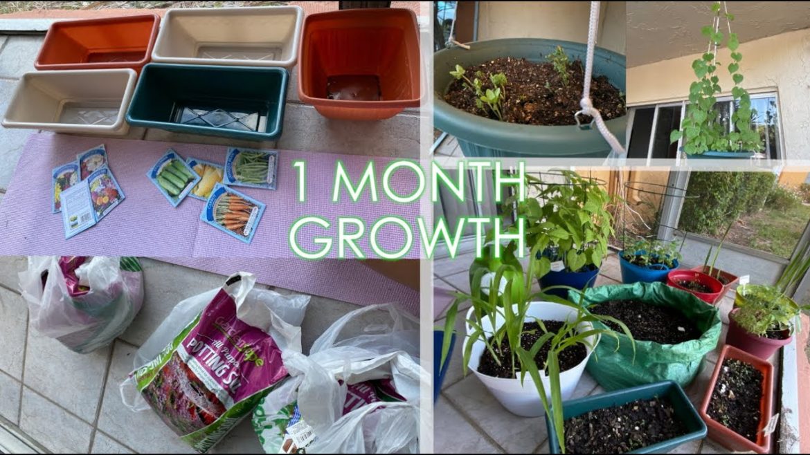 STARTING MY CONTAINER GARDEN FOR $10