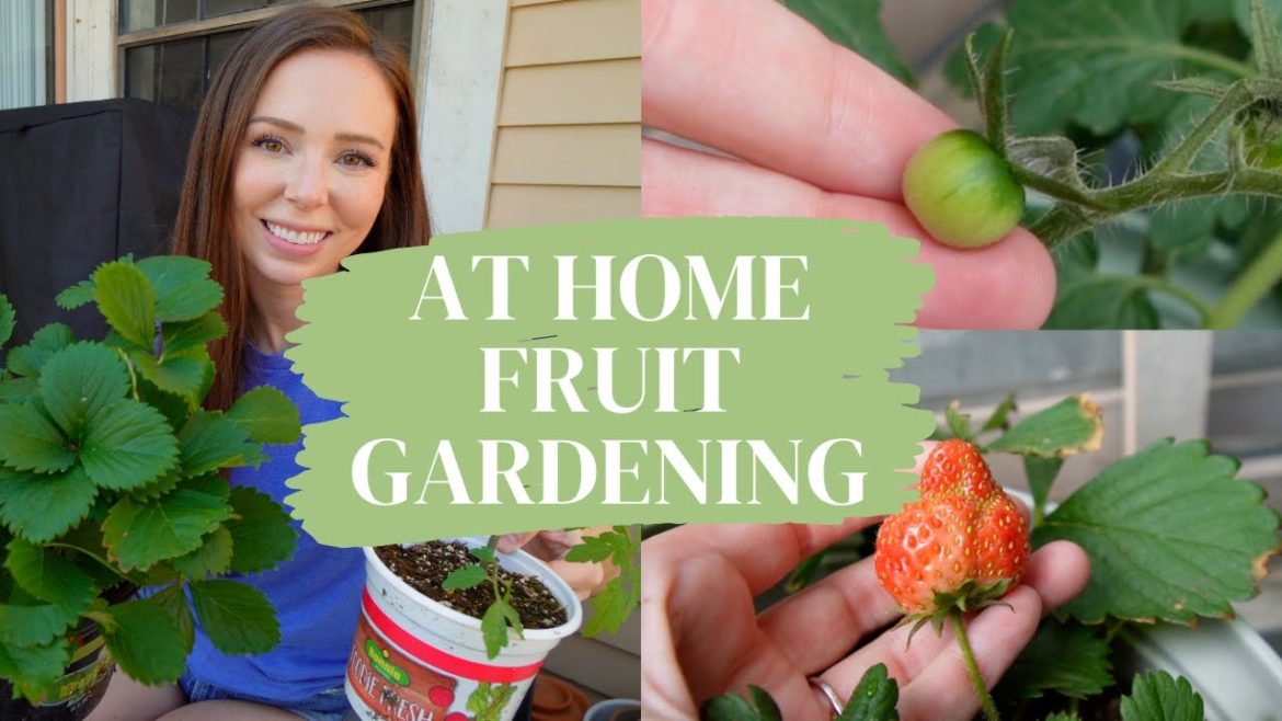 Growing Tomatoes and Strawberries at Home! | Container Gardening For Beginners Growing Tomatoes and Strawberries at Home! | Container Gardening For Beginners