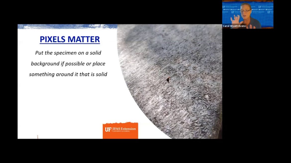 Edible Gardening: Find and Identify Insects (webinar series)