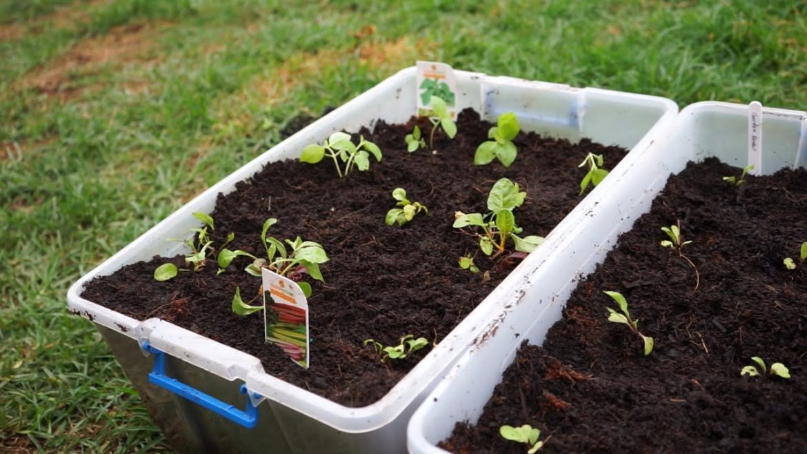 How to Turn $3 Storage Containers Into an Edible Garden
