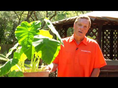 Gardening Tips : Caring for Elephant Ear Plants Gardening Tips : Caring for Elephant Ear Plants