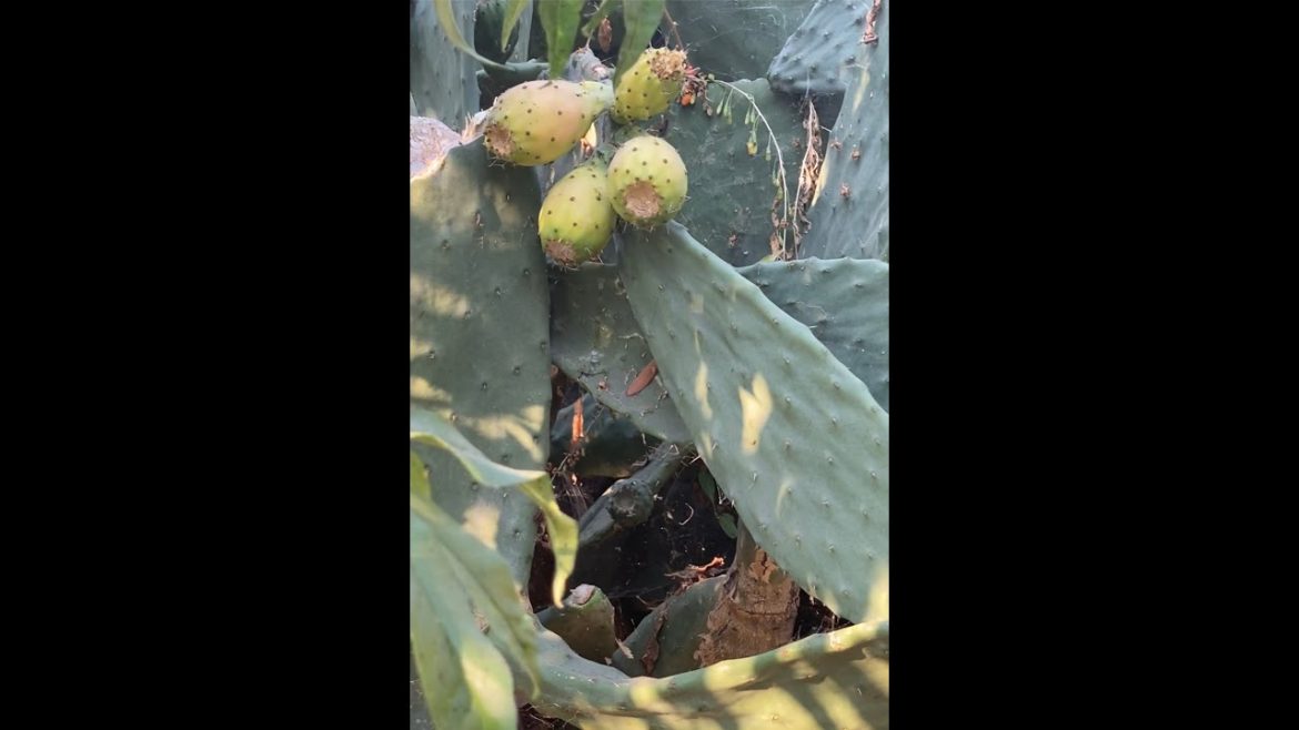 Easy-Care Edible Gardening: Prickly Pear Cactus