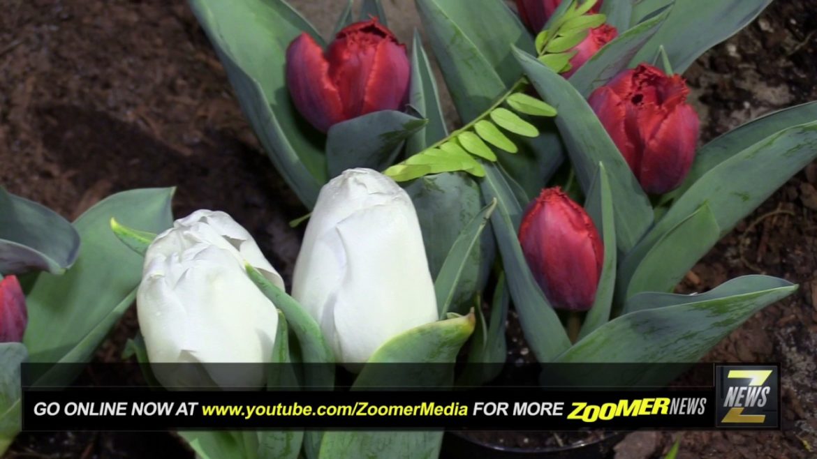 ZNEWS - 2017 TOP GARDENING TRENDS